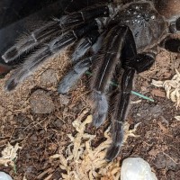 Bought as Theraphosa blondi [4/4]