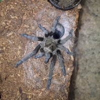 1.0 G. pulchra