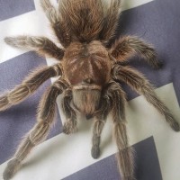 Which Grammostola is this, please?