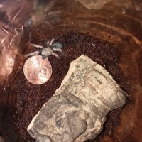 B. Boehmei Sling 1