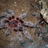 Mature Male Grammostola sp. Concepcion