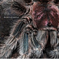 Grammostola rosea.