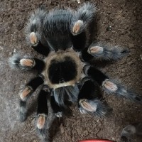 Hamorii or smithi #1