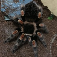 Hamorii or smithi #2