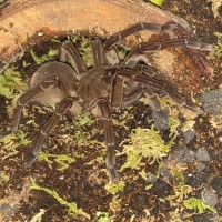 3.5 inch Cb T. Stirmi