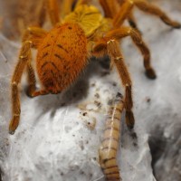 OBT and her kill