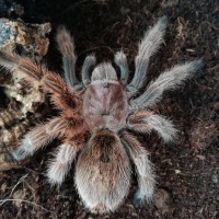 Grammostola rosea 0,1