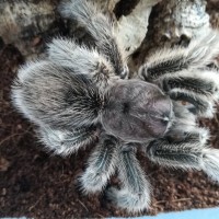 Grammostola porteri 0,1