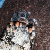 Brachypelma smithi 0,1