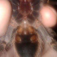 Grammostola pulchripes [1/2]