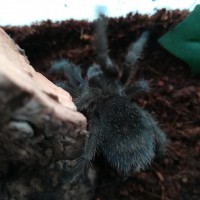 Grammostola pulchra 0,1