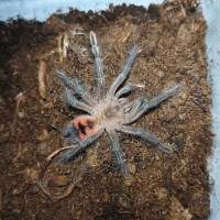 Pamphobeteus sp.Duran