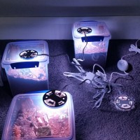 New vivarium lights