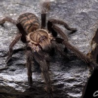 Ornithoctoninae sp. "Prison des Abeilles"