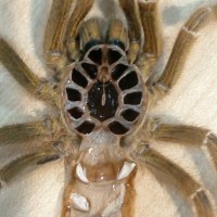 Pterinochilus murinus [molt sexing]