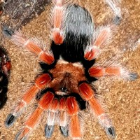 B. boehmei