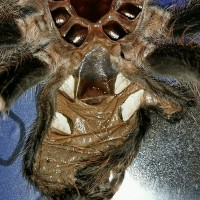 Acanthoscurria geniculata [molt sexing]