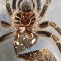 Grammostola pulchripes chaco