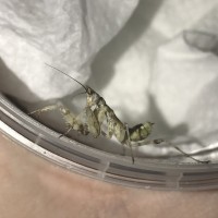 Creobroter urbanus - Malaysian Flower Mantis freshly molted to L5