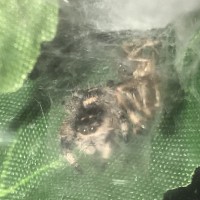 P. Regius female just molted to orange phase