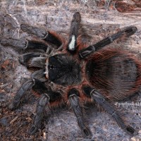 Lasiodora isabellina.