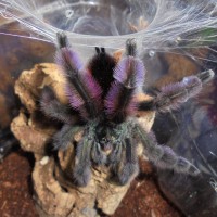 Caribena versicolor