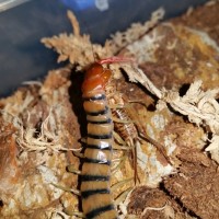 Scolopendra Morsitans feeding