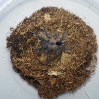 Pamphobeteus fortis