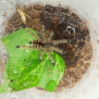 Avicularia minatrix juvenile 0,1