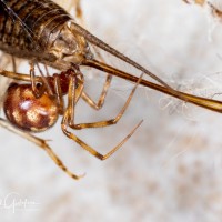 Steatoda triangulosa, Triangulate Cobweb Spider