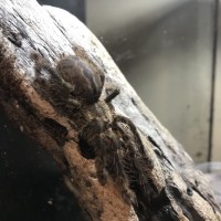 Sold as Poecilotheria ornata