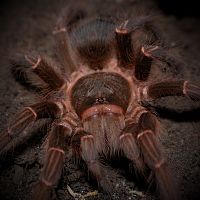 0.1 Acanthoscurria musculosa