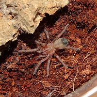 Aphonopelma chalcodes