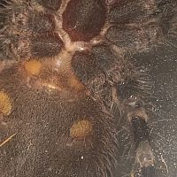 Just over 2" A. Geniculata - Please help sex