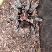 Brachypelma epicureanum?