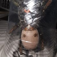 P. Irminia LF