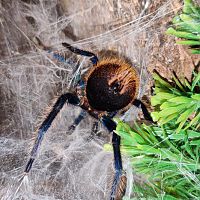 Chromatopelma cyaneopubescens