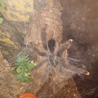 Avicularia avicularia or Avicularia metallica?