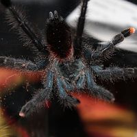 Avicularia avicularia