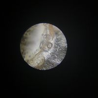 0.1 C. versicolor