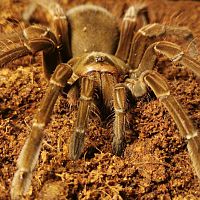 T Stirmi Juvenile Female around 5 inch dls