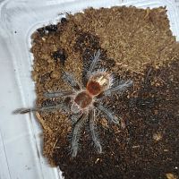 Grammostola iheringi