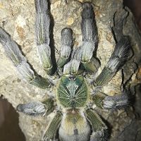 Psalmopoeus cambridgei 0,1