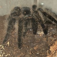 B.albopilosum