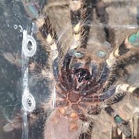 P. Smithi 3 inch