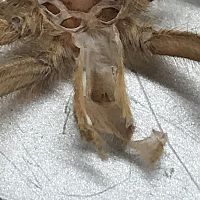 Neoholothele incei ‘Gold’ 2” Molt.