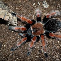 Brachypelma boehmei Adult Female - ~5"