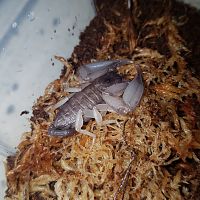 Hormurus waigiensis freshly molted