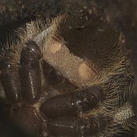 Poecilotheria regalis [ventral sexing]