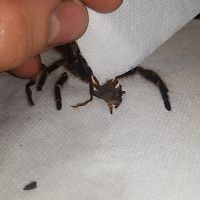 G. pulchripes